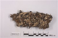 藏品(切割雙歧根梅衣)的圖片